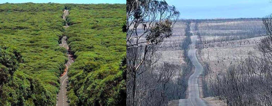 INCENDIES EN AUSTRALIE : DES ABEILLES MELLIFÈRES UNIQUES AU MONDE EN DANGER