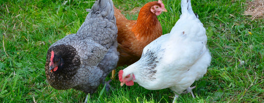 ET SI LES POULES SAUVAIENT LES ABEILLES ?