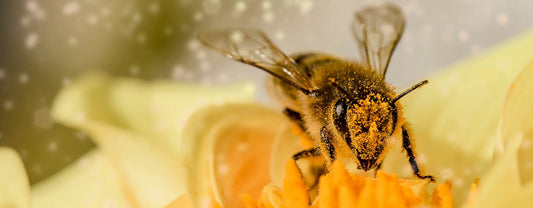 LES ABEILLES REVIENNENT EN FRANCE