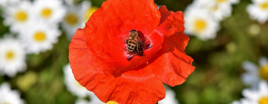 SEMEZ DES PLANTES MELLIFÈRES POUR SAUVER LES ABEILLES