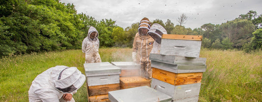 A LA DÉCOUVERTE DE L'ABEILLE. EPISODE 4 : LA FABRICATION DU MIEL