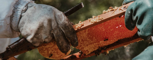 QUE FONT LES ABEILLES EN FÉVRIER/MARS