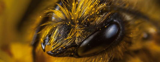 UNE ÉTUDE SUR LES ABEILLES IDENTIFIE DES BACTÉRIES INTESTINALES QUI AMÉLIORENT LA MÉMOIRE