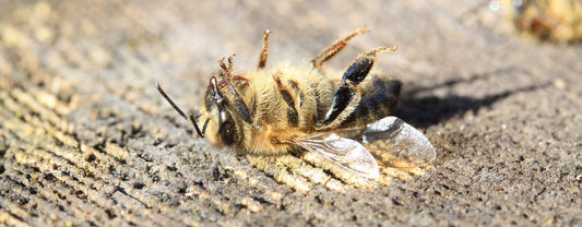 LE DÉCLIN DES ABEILLES S’ACCÉLÈRE EN EUROPE