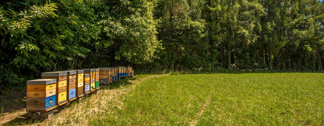 AUJOURD'HUI, JOURNÉE MONDIALE DES ABEILLES / WORLD BEE DAY TODAY!