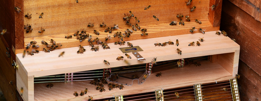 LA REINE DES ABEILLES EST AU CENTRE DE L’ATTENTION DE LA RUCHE !