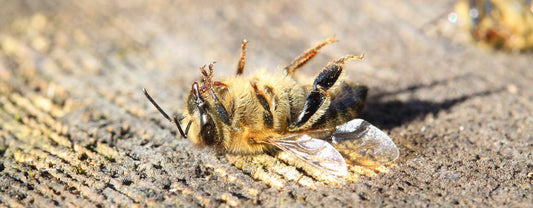 UNE MORTALITÉ INQUIÉTANTE DES ABEILLES SELON LES PREMIERS RÉSULTATS DE L'OMAA