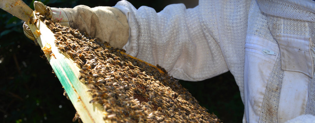 LE PARLEMENT EUROPÉEN PREND UNE DÉCISION EN FAVEUR DE LA PROTECTION DES ABEILLES