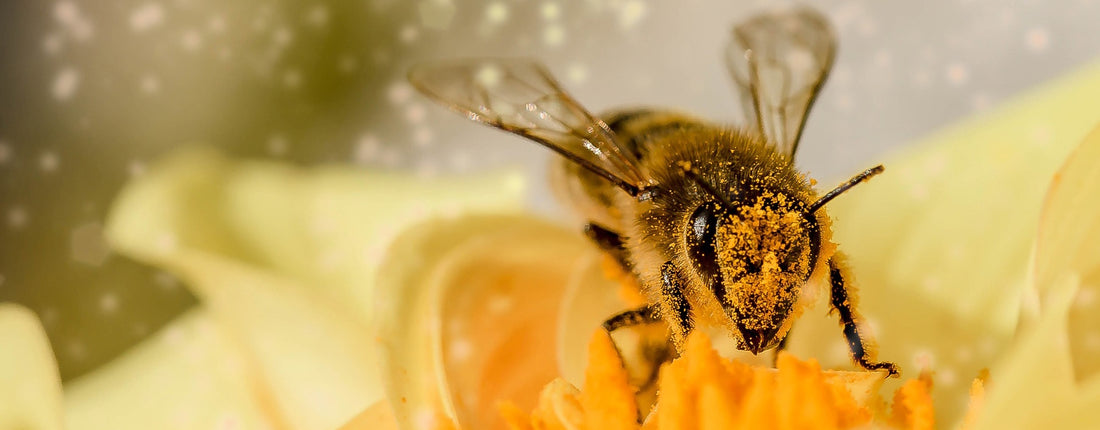 ASSISES NATIONALES DES INSECTES POLLINISATEURS