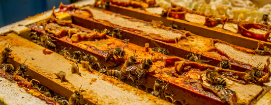 LES ABEILLES, UNE ESPÈCE MENACÉE ?