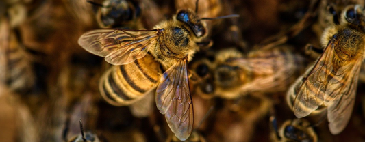 LE PLUS VIEUX FOSSILE D’ABEILLE DÉCOUVERT EN BIRMANIE !