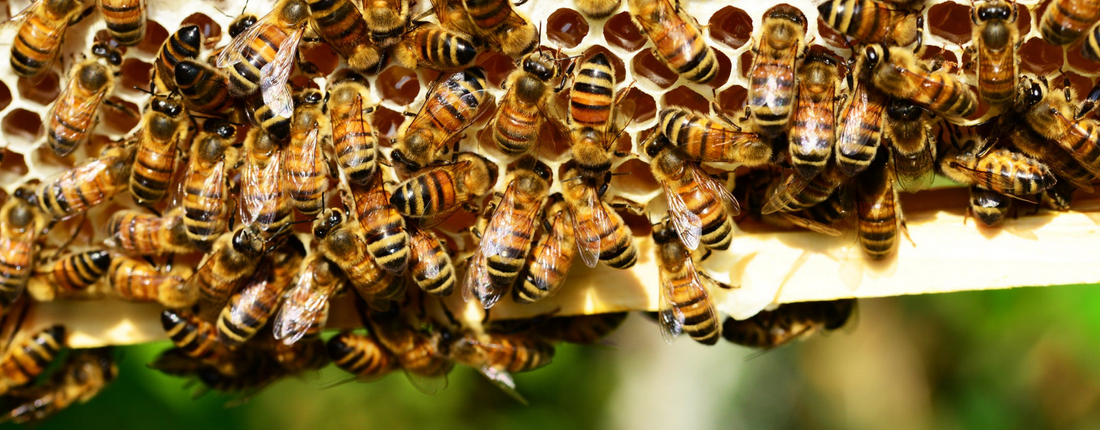 APICULTURE : COMMENT PRÉPARER SES RUCHES À L'HIVERNAGE
