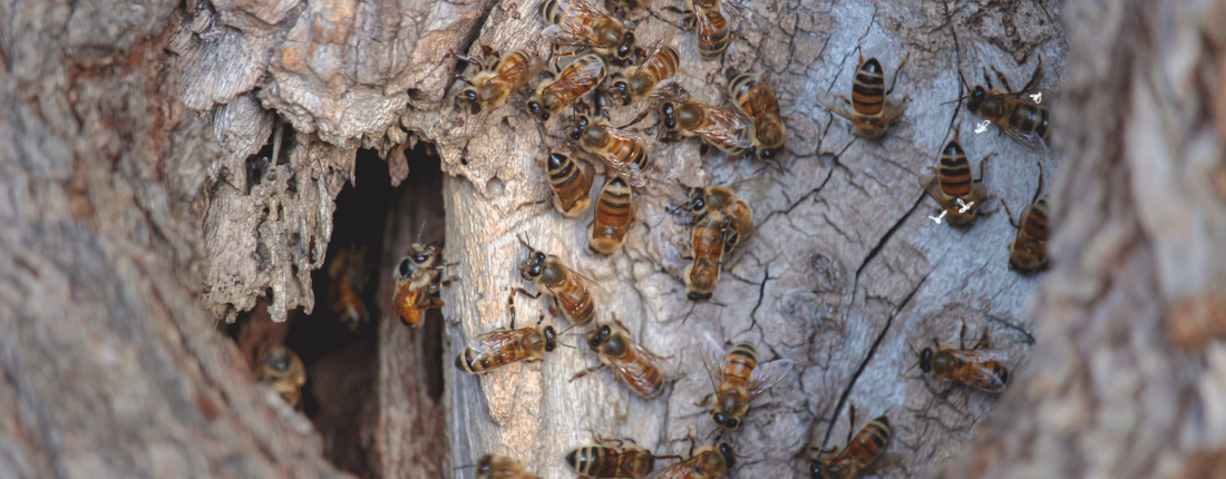 UN TAUX DE MORTALITÉ "ACCEPTABLE" DES ABEILLES SAUVAGES ET POLLINISATEURS EST PROPOSÉ PAR L'EFSA