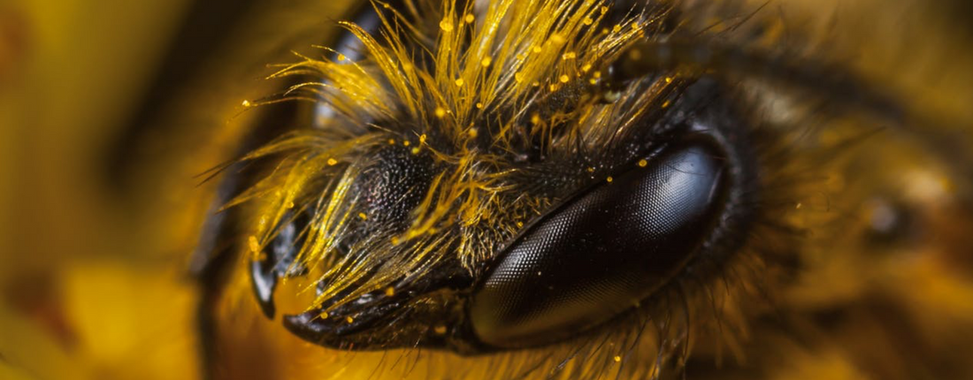 UNE ÉTUDE SUR LES ABEILLES IDENTIFIE DES BACTÉRIES INTESTINALES QUI AMÉLIORENT LA MÉMOIRE