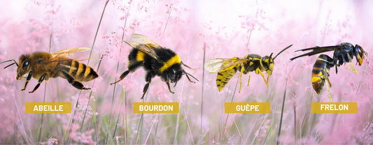 ABEILLES, GUÊPES, BOURDONS, FRELONS… NE FAITES PLUS L’ERREUR !