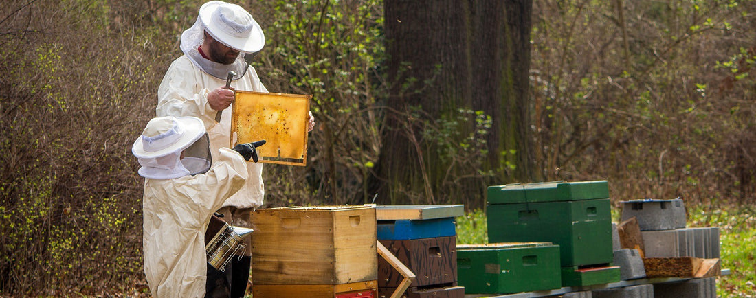 PIQÛRES D’ABEILLES : PEUT-ON LES ÉVITER ?