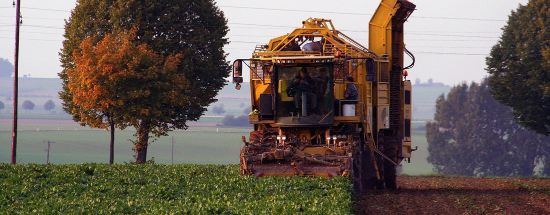 LA FRANCE AUTORISE DE NOUVEAU LES NÉONICOTINOÏDES, CES INSECTICIDES TUEURS D’ABEILLES