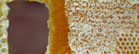 DÉCOUVREZ LE RÔLE DES ABEILLES DANS LA RUCHE