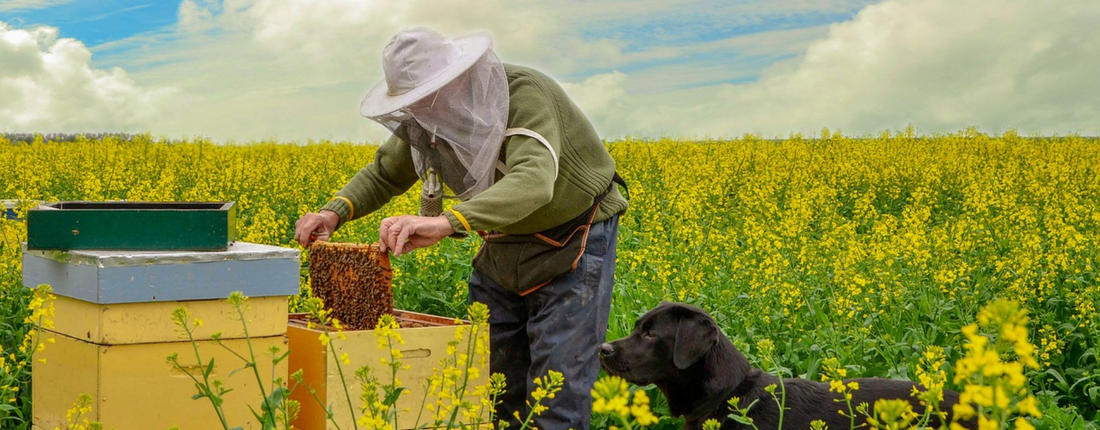 JOURNÉE DES ABEILLES ET BILAN DU REPEUPLEMENT !