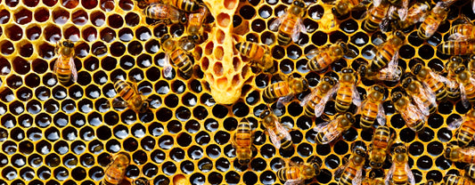 APICULTURE 2021 : UNE ANNÉE BLANCHE POUR LE MIEL FRANÇAIS