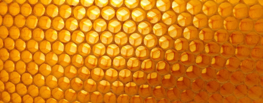 À LA DÉCOUVERTE DE L'ABEILLE. EPISODE 7: LES TRÉSORS DE LA RUCHE